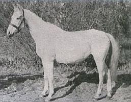 Elstera 1913