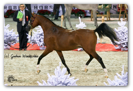 Fadi Al Shaqab