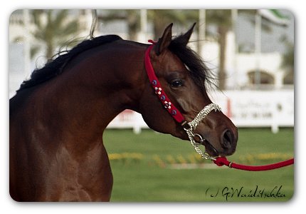 Gazal Al Shaqab