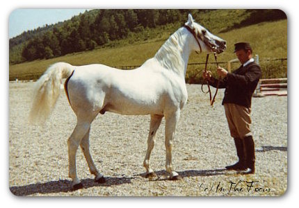Hadban Enzahi