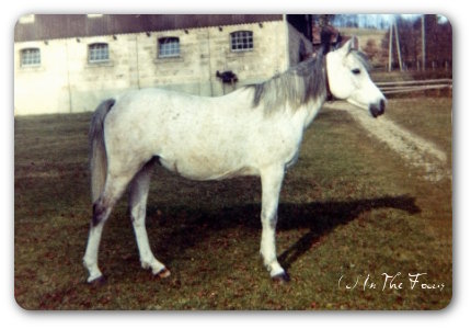 Moheba II