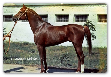 Patron 1966