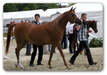 Shambala