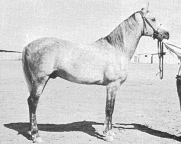 Sheikh El Arab