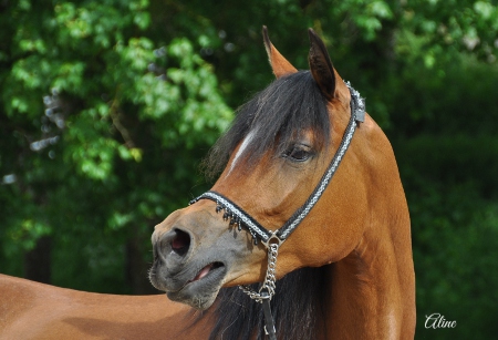 Bourhani Bint Al Hawa