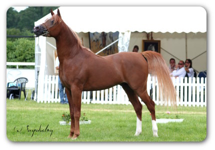 MVA Imperial Colours