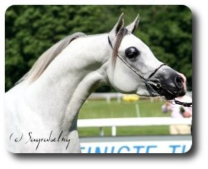 Jhullyus Ibn Eternity-D