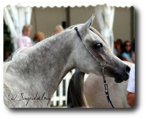 GREA Bint Bint Khattaara