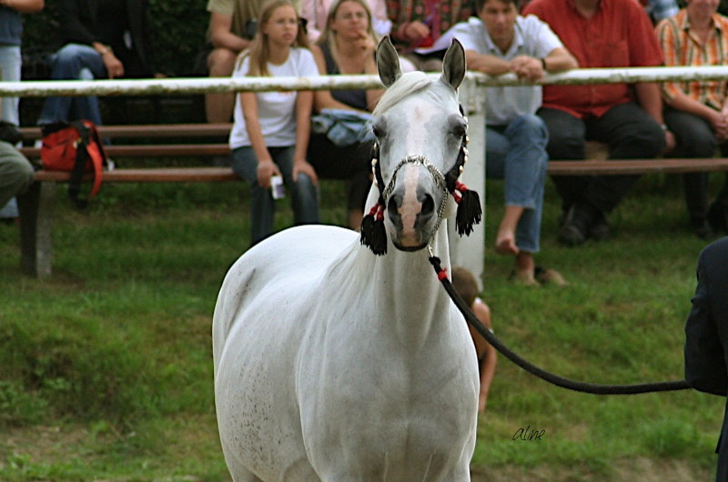 Nahma Bint Ibn Halim Shah