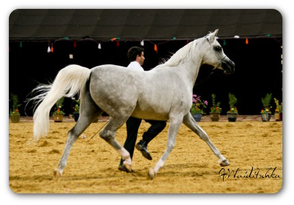 Eagleridge Passionata