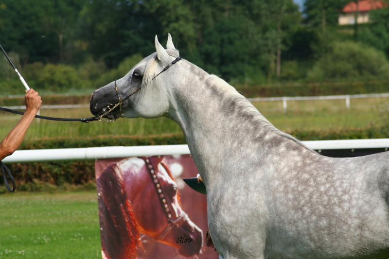 EO Rhaisuli Ibn Shadwan