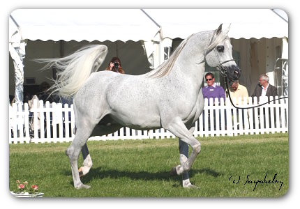 Valerio Ibn Eternity VI