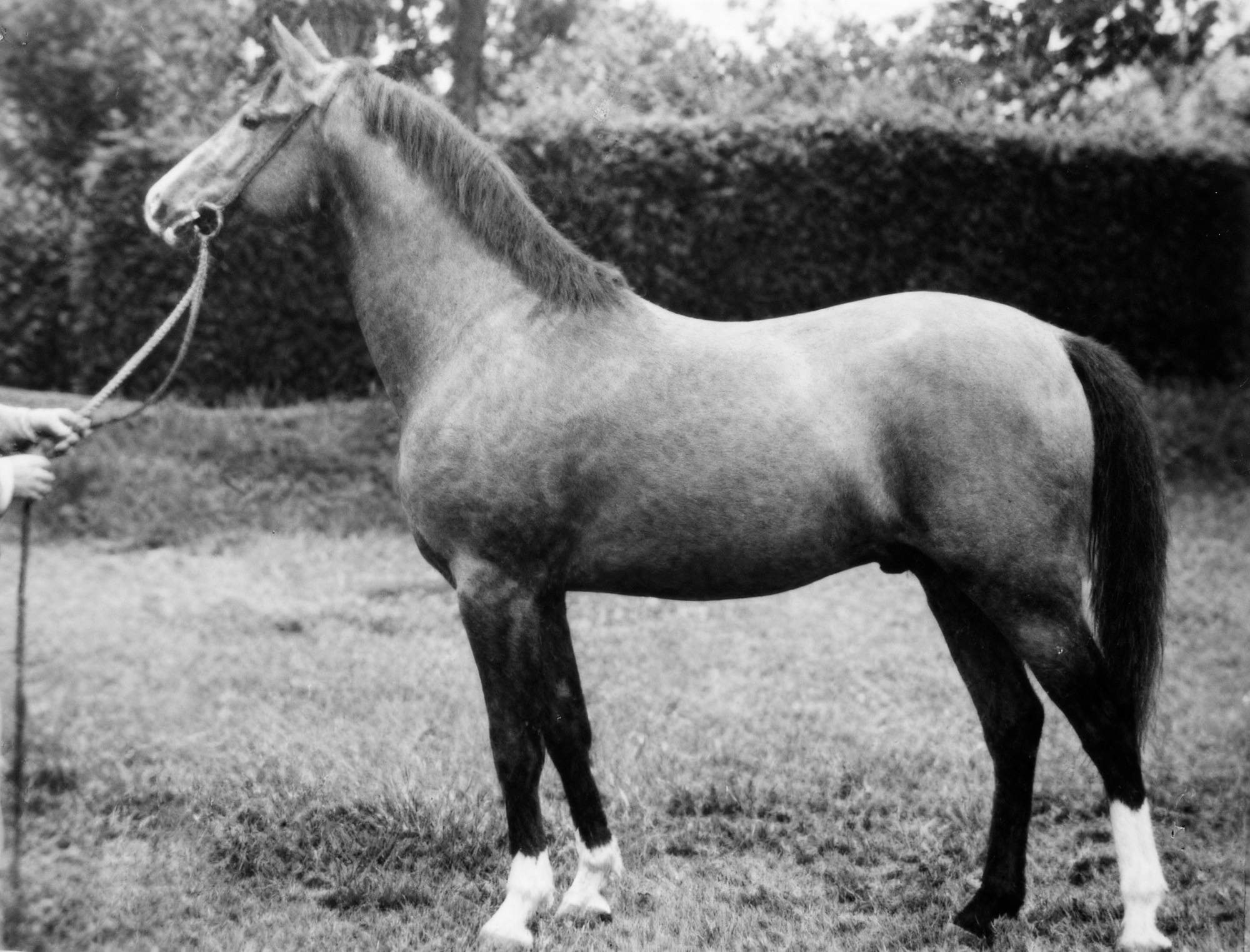 Kohinoor 1931