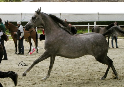 Redwood Lodge Masala Estopa