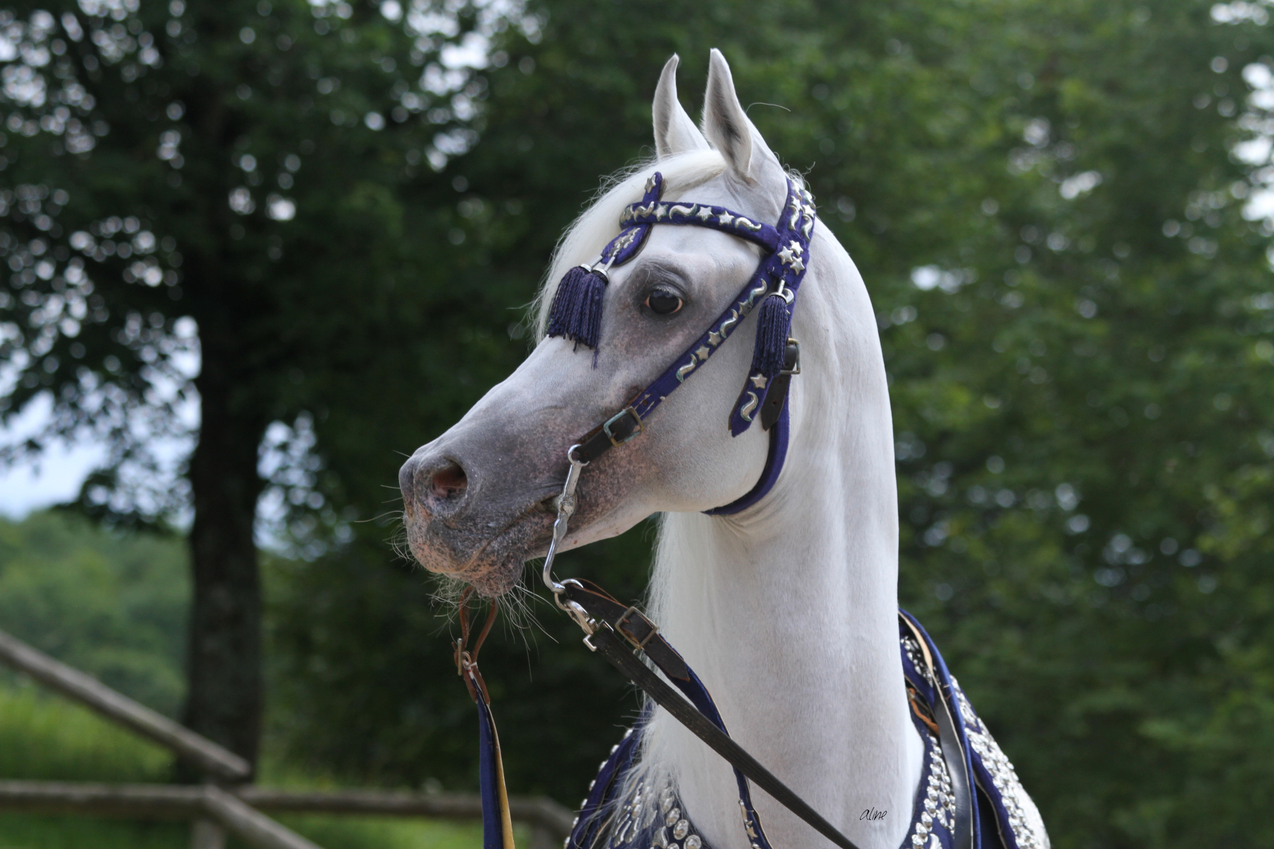 Nasheed Al Amal Hoor